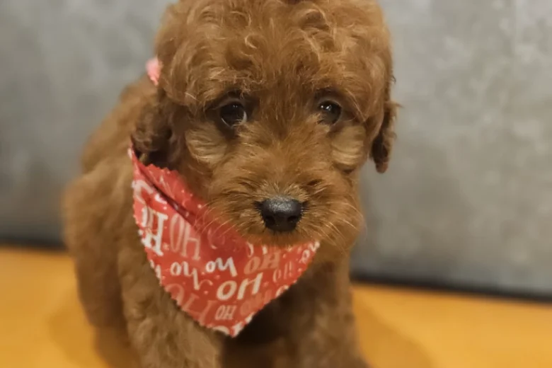 Irish Doodle
