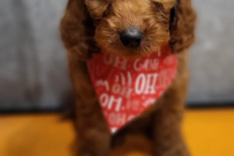 Irish Doodle