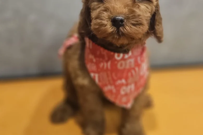 Irish Doodle