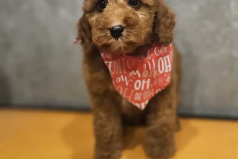 Irish Doodle