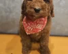 Irish Doodle