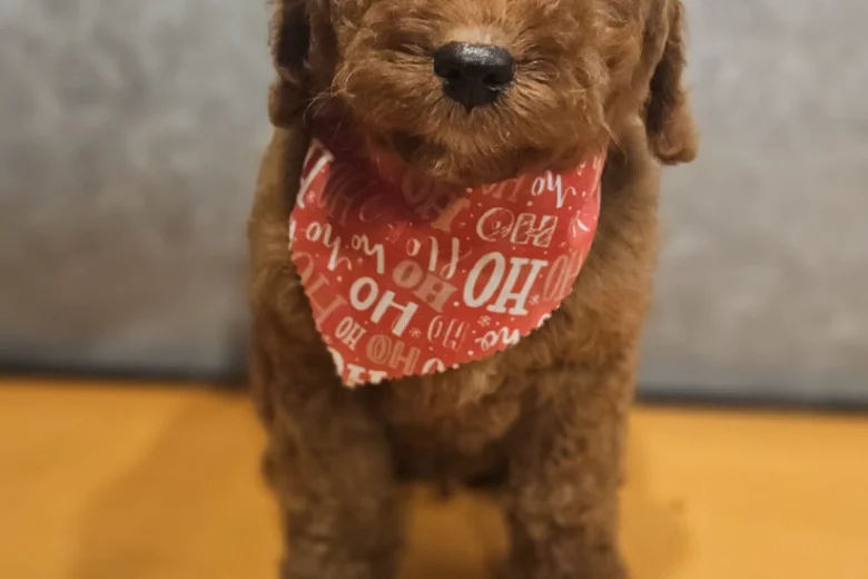 Irish Doodle