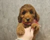 Irish Doodle