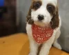 Irish Doodle
