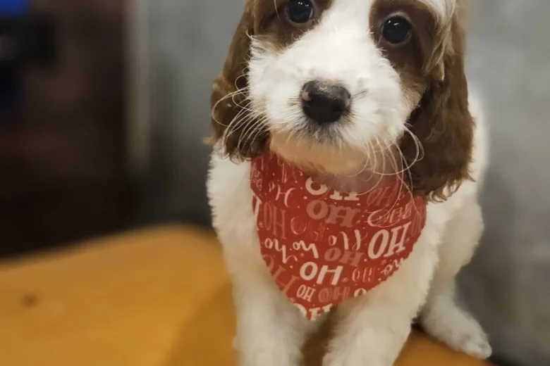 Irish Doodle