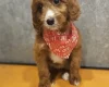 Irish Doodle