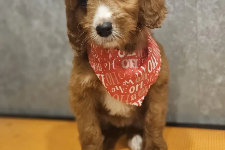 Irish Doodle