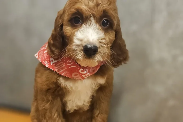 Irish Doodle