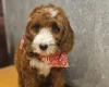 Irish Doodle
