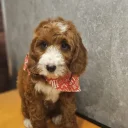Irish Doodle