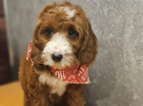 Irish Doodle