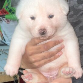 Japanese Akita Inu