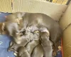 Dachshund (Smooth Haired)