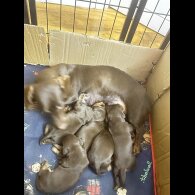 Dachshund (Smooth Haired)