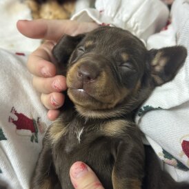 Dachshund (Smooth Haired)