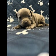 Staffordshire Bull Terrier