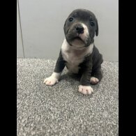 Staffordshire Bull Terrier