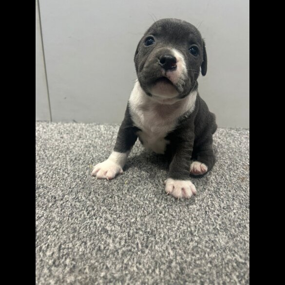 Staffordshire Bull Terrier