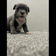 Staffordshire Bull Terrier