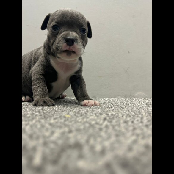 Staffordshire Bull Terrier