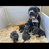 Staffordshire Bull Terrier