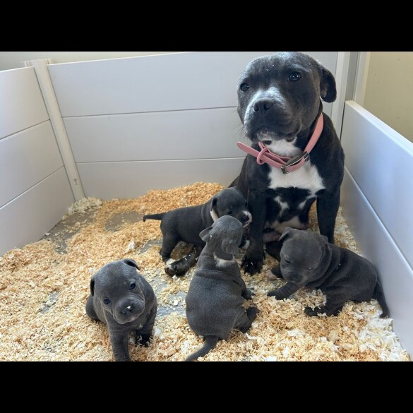 Staffordshire Bull Terrier