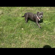 Staffordshire Bull Terrier