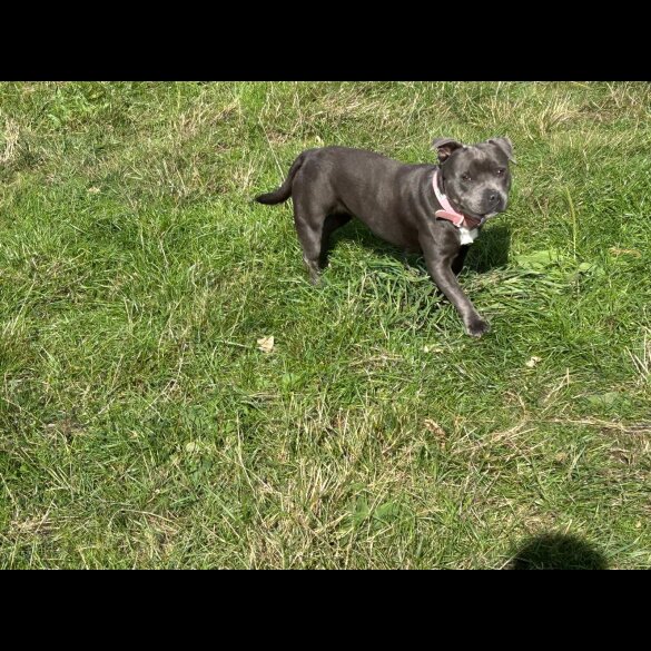 Staffordshire Bull Terrier
