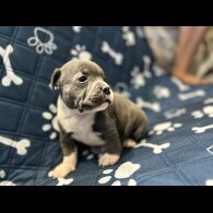 Staffordshire Bull Terrier