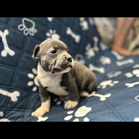 Staffordshire Bull Terrier