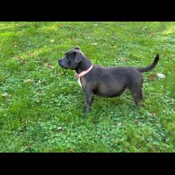 Staffordshire Bull Terrier