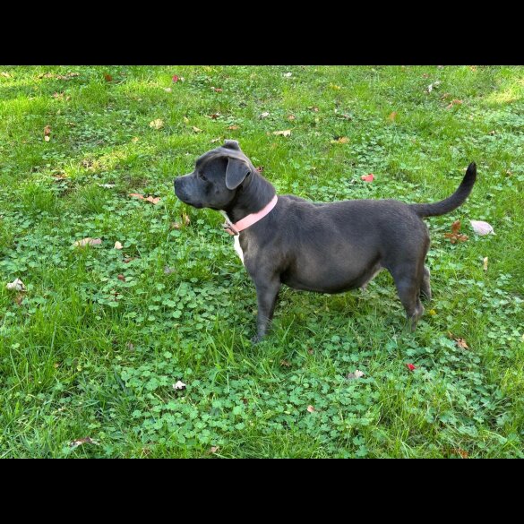 Staffordshire Bull Terrier