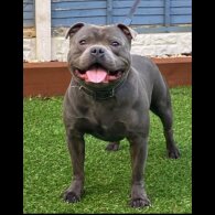 Staffordshire Bull Terrier