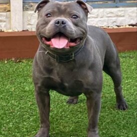 Staffordshire Bull Terrier