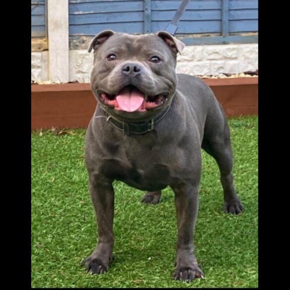 Staffordshire Bull Terrier