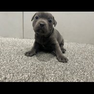 Staffordshire Bull Terrier
