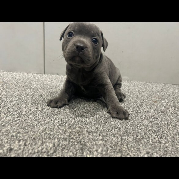 Staffordshire Bull Terrier