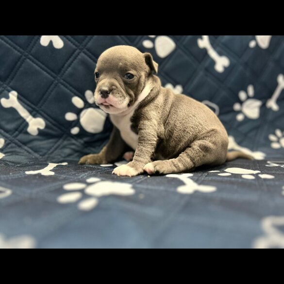 Staffordshire Bull Terrier