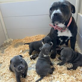 Staffordshire Bull Terrier