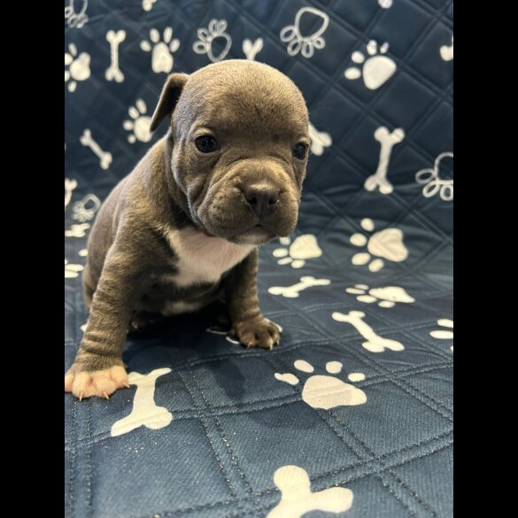 Staffordshire Bull Terrier