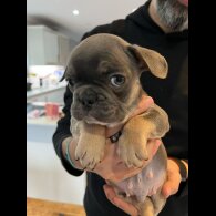French Bulldog