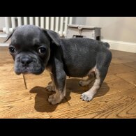 French Bulldog