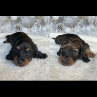 Dachshund (Miniature Long Haired)