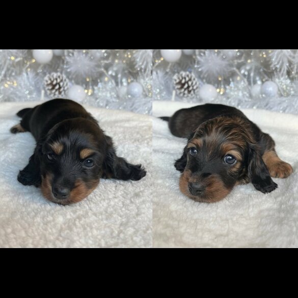 Dachshund (Miniature Long Haired)