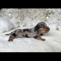 Dachshund (Miniature Long Haired)