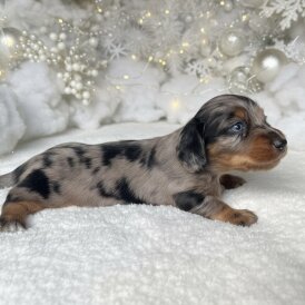 Dachshund (Miniature Long Haired)