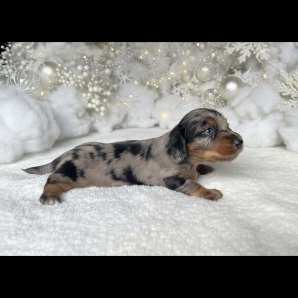 Dachshund (Miniature Long Haired)