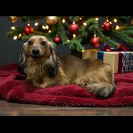 Dachshund (Miniature Long Haired)