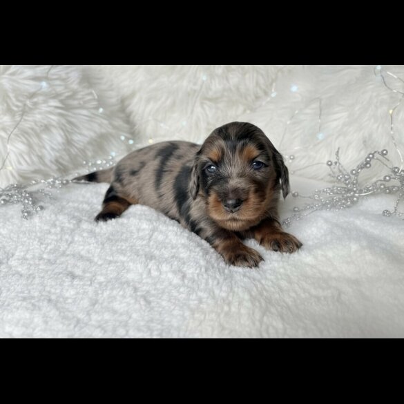 Dachshund (Miniature Long Haired)