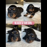 Dachshund (Miniature Long Haired)